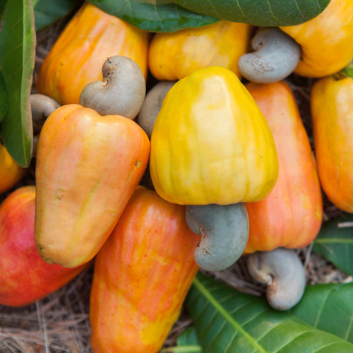 Ripe cashew apples with attached nuts used to make Goan cashew feni